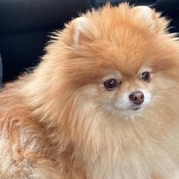 Pomeranians from ShowPomeranians