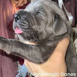 Dark blue ribbon blue boy - Blue male Great Dane puppy in Georgia from Night Magic Danes