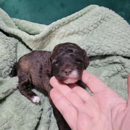 Maxwell - Brown male Poodle puppy in Arkansas from Harper's Pups