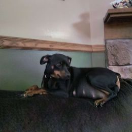 Mya - Miniature Pinscher