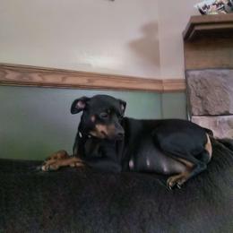 Mya - Miniature Pinscher