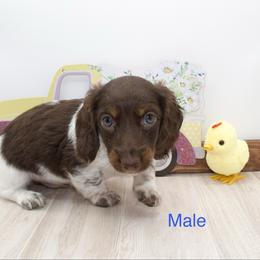 Brown Head Boy - Piebald male Dachshund puppy in Wichita, Kansas from Geta Long Little Doggie