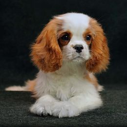 Max - Cavalier King Charles Spaniel