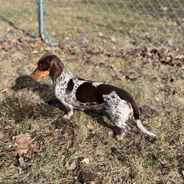 Reba - Dachshund
