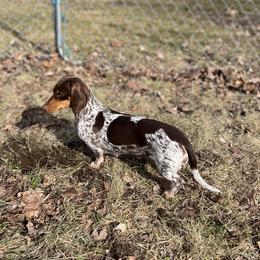 Reba - Dachshund