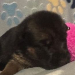 Girl 2 - Black and red female German Shepherd puppy in Rockfield, Kentucky from Cheveyo German Shepherds