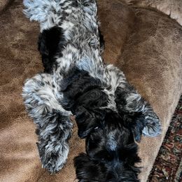 Miniature Schnauzer All Grown Up from Gypsey Creek Mini Schnauzers