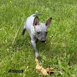 Atticus - Black and tan male American Hairless Terrier puppy in Buckingham, Illinois from Gaus Hof