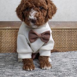 Max - Red  male Goldendoodle puppy in Warsaw, Ohio from Lovabledoodles