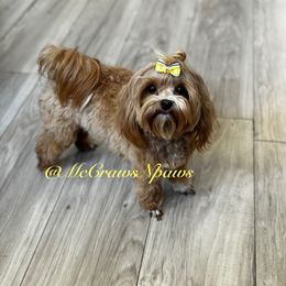 Cookie - Maltipoo
