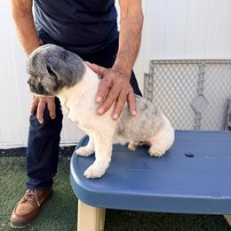 Toby - Tricolor male Shih Tzu puppy in Ocala, Florida from Yorkie  And Shih Tzu Love