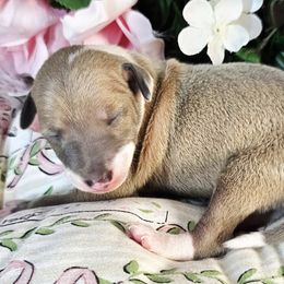 You Belong To Me - Blue fawn male Italian Greyhound puppy in Cadwell, Georgia from All The DoDa Day Italian Greyhounds