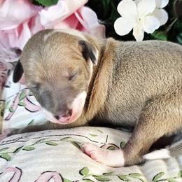 You Belong To Me - Blue fawn male Italian Greyhound puppy in Cadwell, Georgia from All The DoDa Day Italian Greyhounds