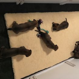 Belgian Malinois, Labrador Retriever, and Shetland Sheepdog Puppies from StoneFox