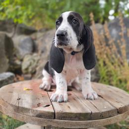 Twobit- blue collar - Black and white male Basset Hound puppy in Valley, Washington from Peaceful Valley Paws