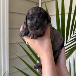 Ash - Merle male Goldendoodle puppy in Easley, South Carolina from Our Darling Doodles
