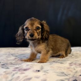 AKC Pink collar Female - Red female Dachshund puppy in Calera, Alabama from Southern Sky Dachshunds