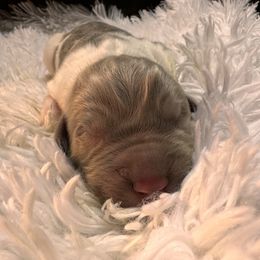 Newfoundland Puppies from Sugar Paws Newfoundlands