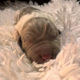 Newfoundland Puppies from Sugar Paws Newfoundlands