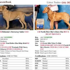 Chesapeake Bay Retriever puppies from North Flow Chesapeakes
