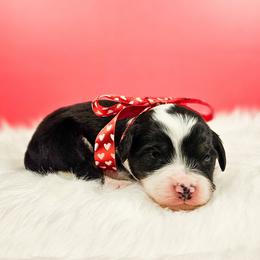 Sven - Tri-color male Bernedoodle puppy in Russell Springs, Kentucky from 270 Doodles