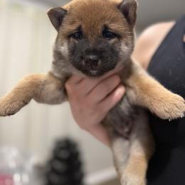 Shiba Inu Puppies from Shiba Co.