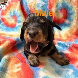 Male 1 - Black and tan male Dachshund puppy in Winton, North Carolina from Parker’s all American Doxies