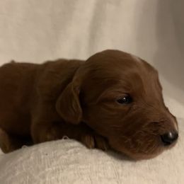 Goldendoodle Puppies from Hush Doodles