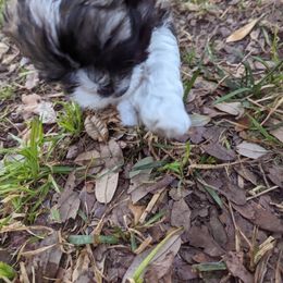 Shih Tzu Puppies from We Shih Tzu Not!
