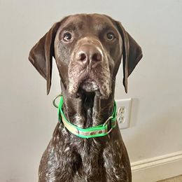 German Shorthaired Pointers from JAM'D Up Kennels