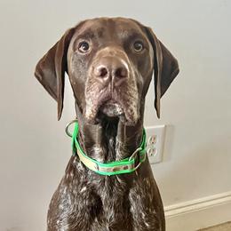 German Shorthaired Pointers from JAM'D Up Kennels