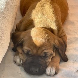 Rhodesian Ridgeback Puppies from Lyonnese Rhodesian Ridgebacks