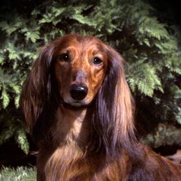Dachshunds from Riverwind