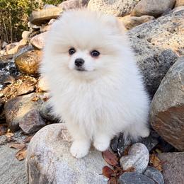 Frosty x Mitzi Cream Female - Cream female Pomeranian puppy in Pocatello, Idaho from Avalon Pomeranians