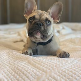 French Bulldog Puppies from Sharp-Noble French Bulldogs