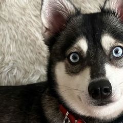 Alaskan Klee Kai from Angels Klee Kai