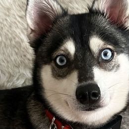 Alaskan Klee Kai from Angels Klee Kai
