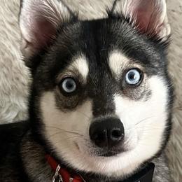 Alaskan Klee Kai from Angels Klee Kai
