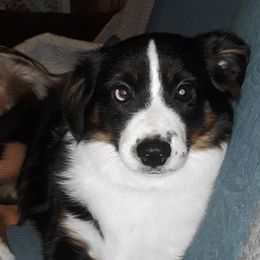 BANDIT - Miniature Australian Shepherd