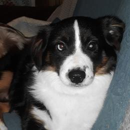 BANDIT - Miniature Australian Shepherd
