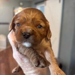 Anne - Ruby female Cavalier King Charles Spaniel puppy in Lambertville, Michigan from Dream Dog LLC