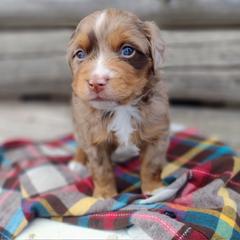 Pippin - male Australian Mountain Doodle puppy in Randolph, Utah from Dry Canyon Pups