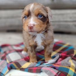 Pippin - male Australian Mountain Doodle puppy in Randolph, Utah from Dry Canyon Pups