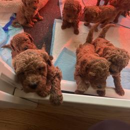 Cavapoo Puppies from Teddy Bear Doodles