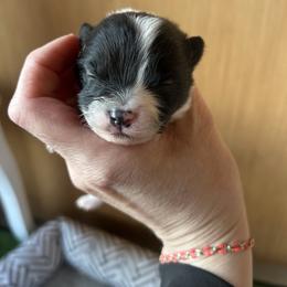 Boy C - Black parti male Pomeranian puppy in Somerset, Kentucky from Perez Pomeranians