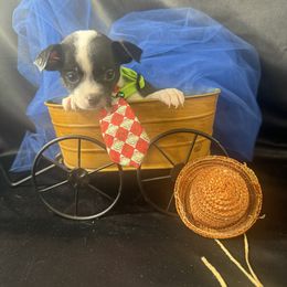 MILES - Black and white male Chihuahua puppy in Polo, Missouri from Blue Tails Farm