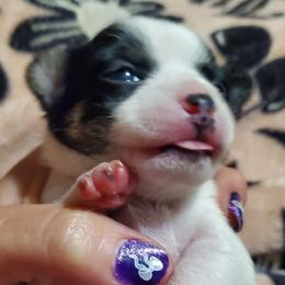 Girl 2 - Black and white female Chihuahua puppy in Oklahoma City, Oklahoma from Teacup Chihuahuas and Friends