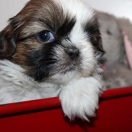 Boy 1 - Red and white male Shih Tzu puppy in Craig, Colorado from Rocky Mountain Shih Tzus and Dry Creek Miniature Dachshunds