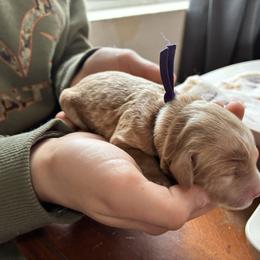 Sparkle - Sable and white female Cockapoo puppy in Adrian, Oregon from ApplebyFarm