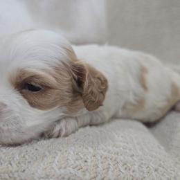 Ottis - Parti male Assorted Doodle Crosses puppy in Riverdale, Utah from Holly Jolly Dachshunds